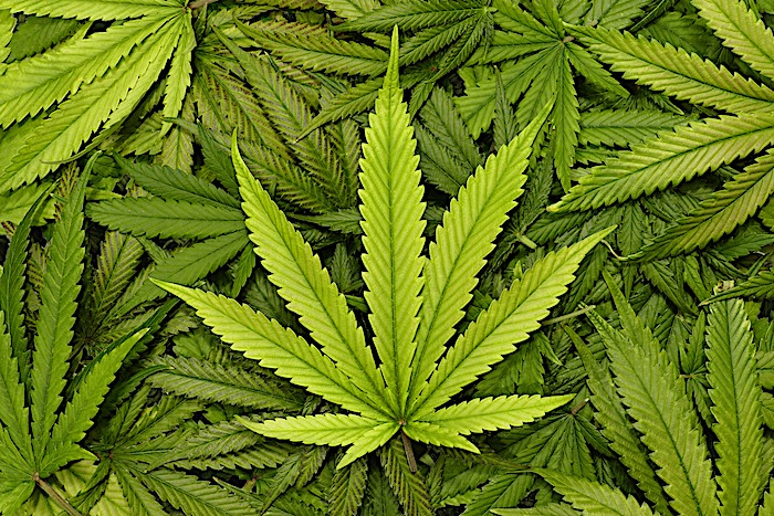 Adolescence et cannabis